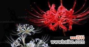 深情厚谊 红色曼陀罗花语