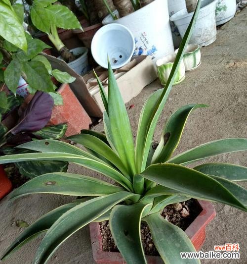 探索龙舌兰的文化与传承 龙舌兰