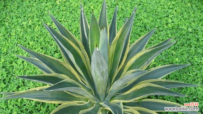 探索龙舌兰的文化与传承 龙舌兰