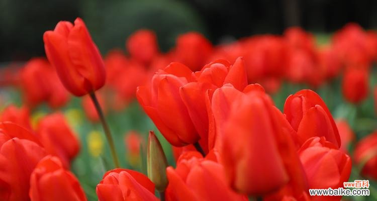 揭示红色郁金香背后的寓意与象征 红色郁金香的花语