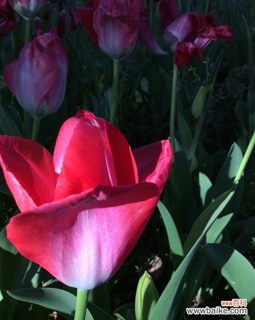 揭示红色郁金香背后的寓意与象征 红色郁金香的花语
