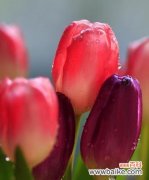 揭示红色郁金香背后的寓意与象征 红色郁金香的花语