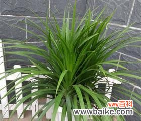 龙血树的寓意与象征意义及其对人们的启示 龙血树