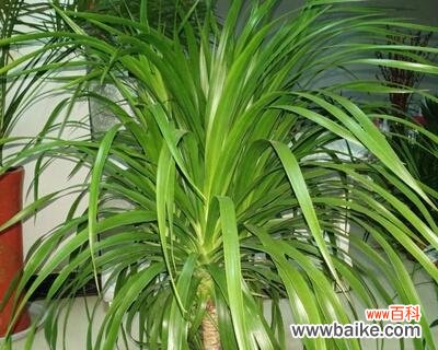 龙血树的寓意与象征意义及其对人们的启示 龙血树