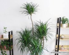 龙血树的寓意与象征意义及其对人们的启示 龙血树