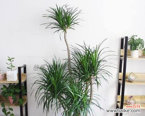 龙血树的寓意与象征意义及其对人们的启示 龙血树