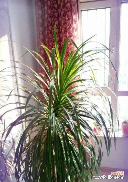 探寻龙血树的寓意与意义 龙血树