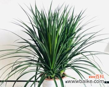 探寻龙血树的寓意与意义 龙血树