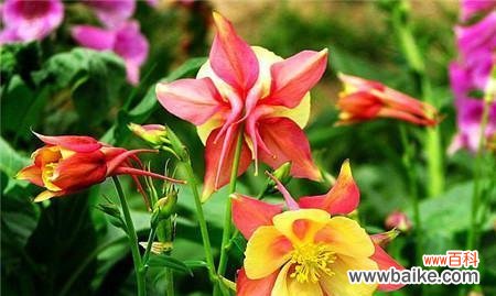 耧斗菜的花语及其启示 耧斗菜的花语