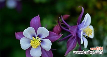 耧斗菜的花语及其启示 耧斗菜的花语