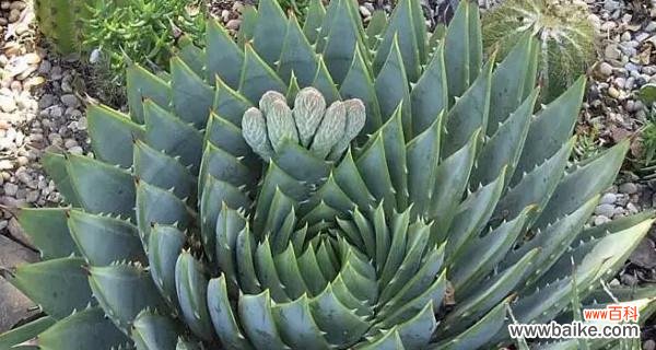 探索芦荟花语的神秘密码 芦荟花语的深意