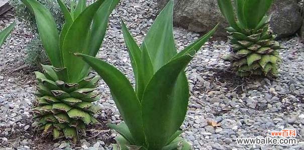 探索芦荟花语的神秘密码 芦荟花语的深意