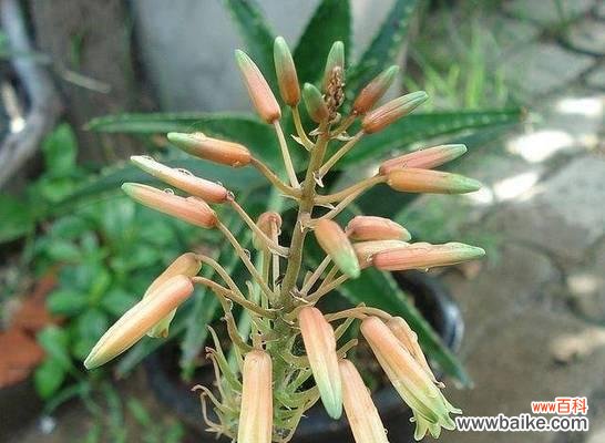 探索芦荟开花的含义与象征 芦荟开花的寓意