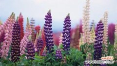 用花语解读鲁冰花的深刻内涵 鲁冰花花语的美丽寓意与象征意义