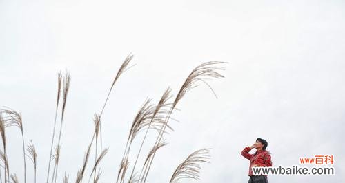 芦苇在生活中的多重功能与象征意义 芦苇的花语和用途