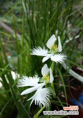揭秘神秘的鹭草花语 鹭草之谜