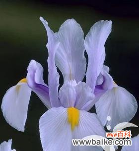 探索鸾尾花寓言的意义与象征之美 鸾尾花