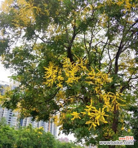 栾树的生命力与坚韧意志 栾树的象征意义及其重要性