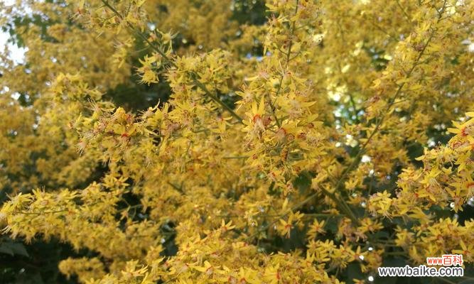 栾树的生命力与坚韧意志 栾树的象征意义及其重要性