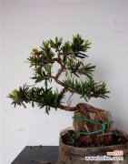 探索罗汉松的象征意义及神秘力量 罗汉松的寓意