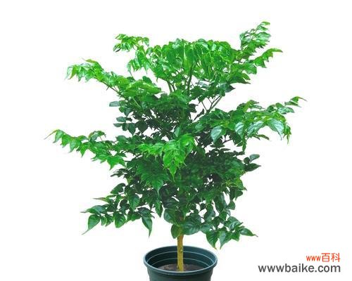 揭示生命之美与成长之道 绿宝树的寓意与启示