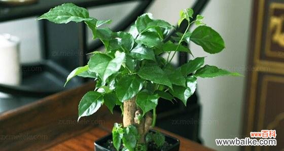 揭示生命之美与成长之道 绿宝树的寓意与启示