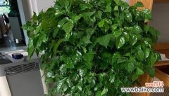 揭示生命之美与成长之道 绿宝树的寓意与启示