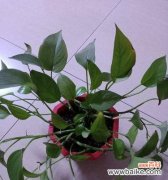 通过绿萝的花语和寓意了解其与生机和守护的紧密联系 绿萝的花语和寓意