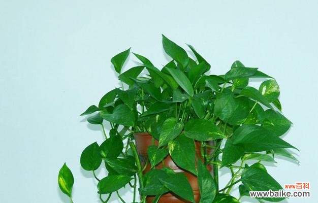 绿萝的花语及其内涵 绿萝