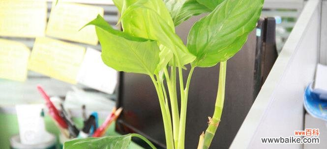 探索绿萝的花语及养护要点 绿萝的花语与养护技巧