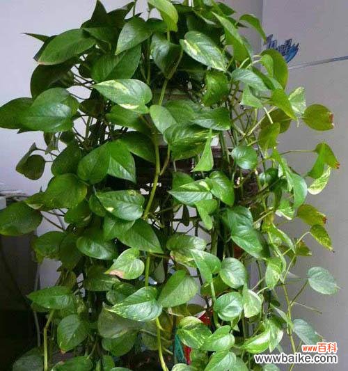 绿萝花语的深意与应用 绿萝花语与人生的启示