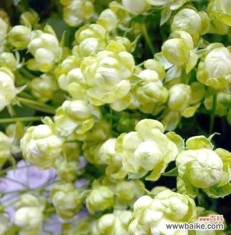 淡绿色月季花的寓意和象征是什么？