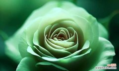 淡绿色月季花的寓意和象征是什么？