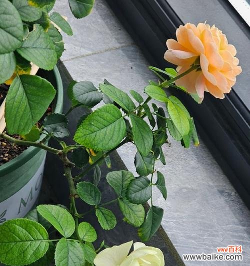 淡绿色月季花的寓意和象征是什么？