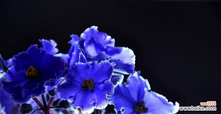 蓝色栀子花代表什么？它的花语是什么？