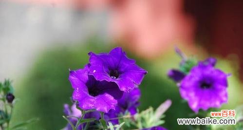 紫色彼岸花的含义是什么？花语有哪些？