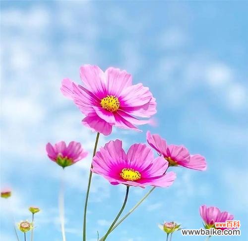 哪种花寓意美丽和快乐?