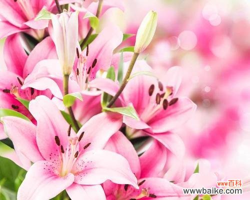 琥珀色花的寓意是什么?代表什么意义?