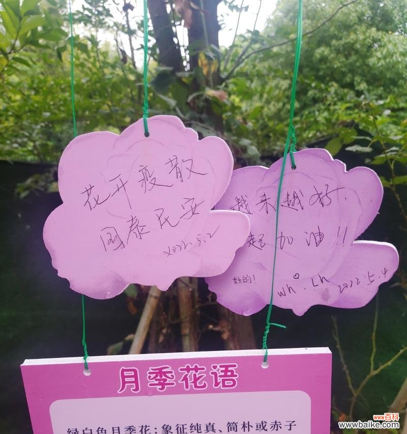 如何选择合适的花表达浪漫愿望?许愿浪漫花语大全有哪些推荐?