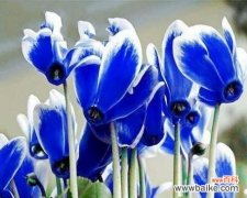 蓝色象征友谊的花有哪些？