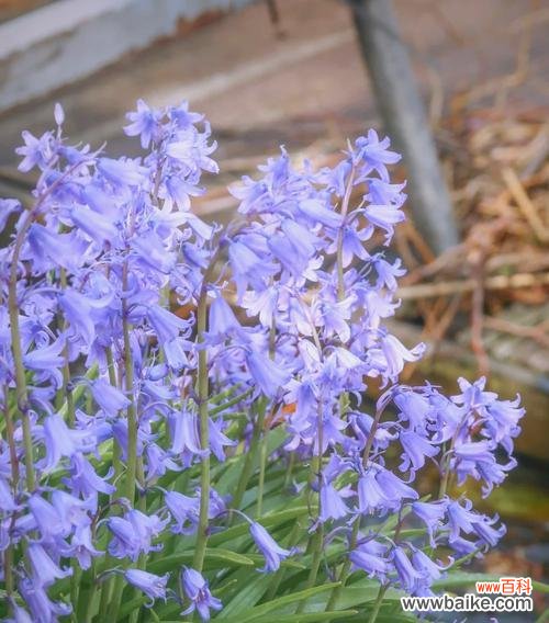 蓝色象征友谊的花有哪些？