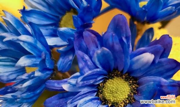 蓝色象征友谊的花有哪些？