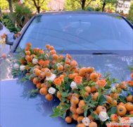 蓝色婚车花代表什么？它的寓意是什么？