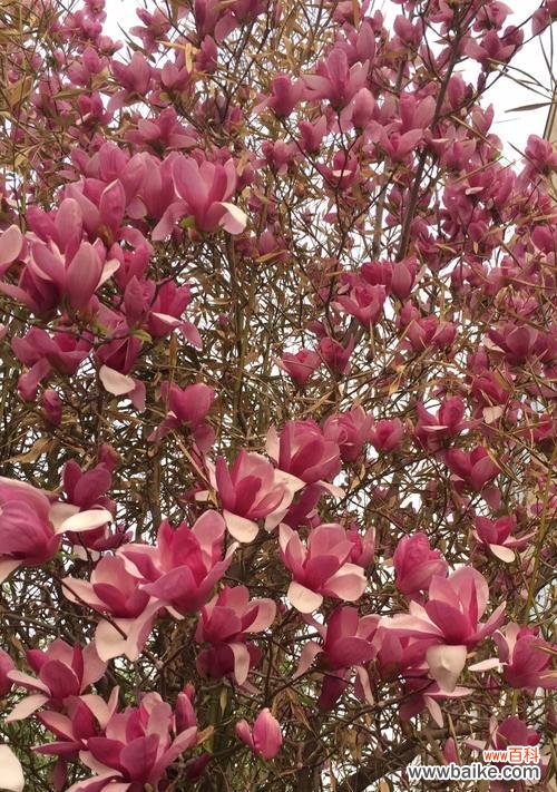 红玉兰花 红玉兰花