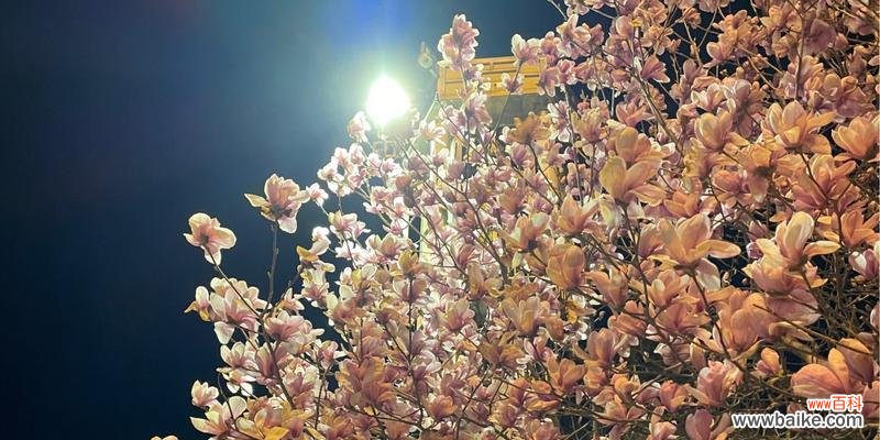 红玉兰花 红玉兰花