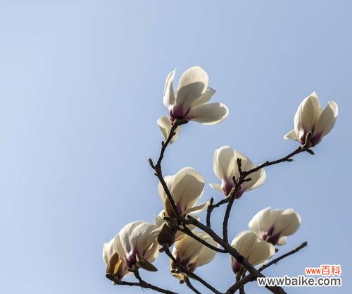 红玉兰花 红玉兰花