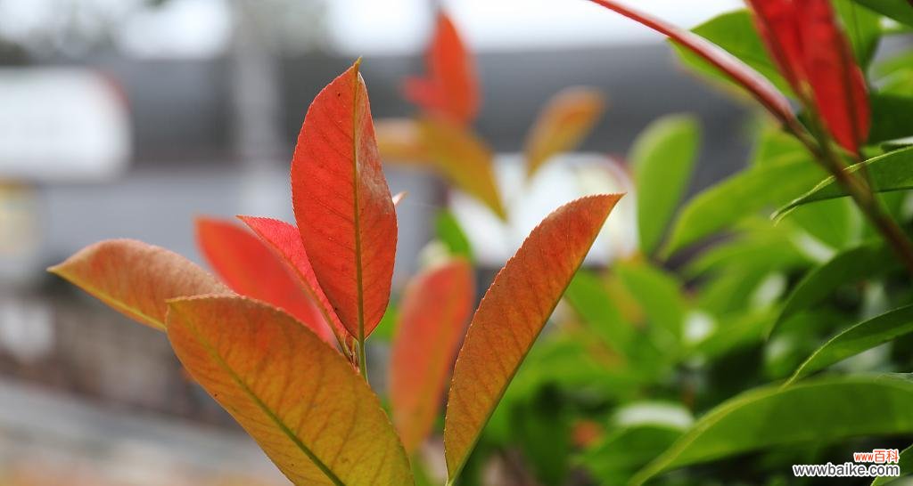 石楠花开如火 红叶石楠