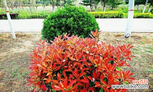 石楠花开如火 红叶石楠