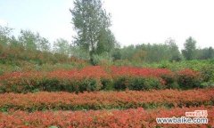 石楠花开如火 红叶石楠