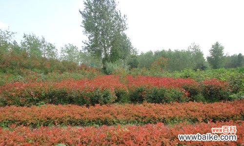 石楠花开如火 红叶石楠